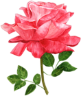 Watercolor Rose PNG Clip Art Image