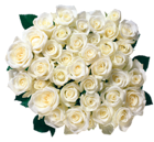 Whire Roses Transparent PNG Picture
