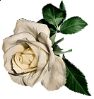 White Painted Rose Clipart
