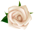 White Rose Clipart PNG Image