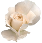 White Rose PNG Clipart Image