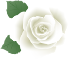 White Rose PNG Deco Image