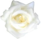 White Rose Transparent Clip Art