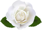 White Rose Transparent Clip Art Image