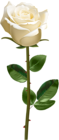 White Rose with Stem Transparent PNG Image