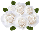 White Roses PNG Clip Art Transparent Image