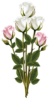 White and Pink Rose Bouquet Transparent PNG Clip Art Image