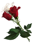 White and Red Roses PNG Picture