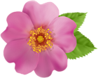 Wild Rose Flower PNG Clip Art Image