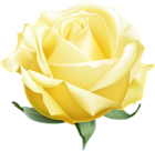 Yellow Open Rose PNG Clipart