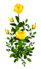 Yellow Rose Bush PNG Clipart Image