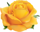 Yellow Rose PNG Clip Art Transparent Image