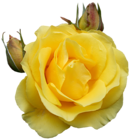 Yellow Rose PNG Clipart