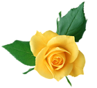 Yellow Rose PNG Transparent Picture