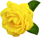 Yellow Rose Transparent Clipart Image