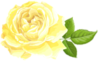 Yellow Rose Transparent Image