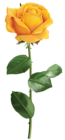 Yellow Rose Transparent PNG Clip Art Image