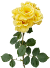 Yellow Rose Transparent PNG Image