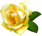 Yellow Rose Transparent PNG Image