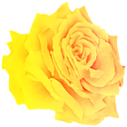 Yellow Rose Watercolor PNG Clipart