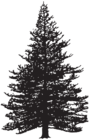 Pine Tree Silhouette Clip Art Image