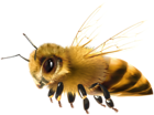 Bee PNG Clipart