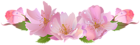 Blooming Branch Decoration Transparent Image