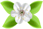 Blooming Spring Flower Clip Art Image