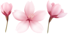 Blooming Spring Tree Flowers Pink Transparent Image