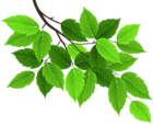Branch with Green Leaves PNG Clip Art Image