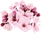 Cherry Blossom Decorative Transparent Image