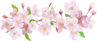 Cherry Blossom Spring Branch PNG Clip Art