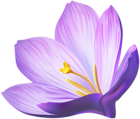 Crocus Flower PNG Clipart