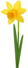 Daffodil Flower Transparent Image