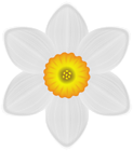 Daffodil PNG Transparent Clipart