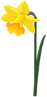Daffodil Yellow Flower PNG Image