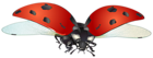 Flying Ladybug PNG Clip Art Image