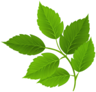 Green Branch Clipart Image