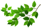 Green Branch PNG Clipart Image