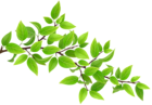 Green Branch Transparent PNG Clip Art Image