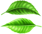 Green Fresh Leaves PNG Clipart