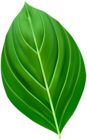 Green Leaf Realistic PNG Clipart