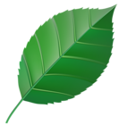 Green Leaf Transparent Clip Art Image