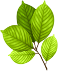 Green Leaves Branch PNG Clipart