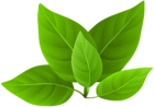 Green Leaves PNG Clip Art