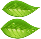 Green Leaves PNG Transparent Clip Art Image