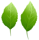 The page with this image: Green Leaves PNG Transparent Clipart,is on this link