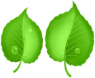 Green Leaves PNG Transparent Clipart