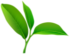 Green Plant PNG Clipart