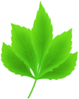 Green Spring Leaf Transparent Clipart